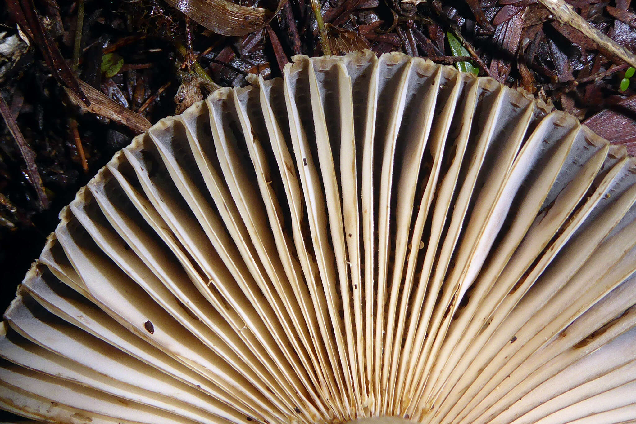 Image of Russula acrolamellata McNabb 1973