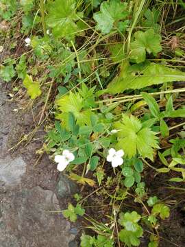 Image of Cerastium pauciflorum Stev. ex Ser.