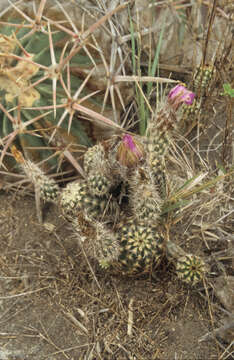 Image of Echinocereus fitchii subsp. albertii