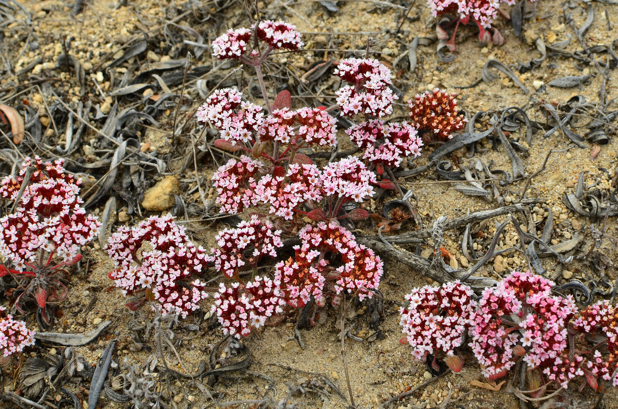 Image of Santa Barbara spineflower