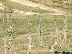 Image of Illyrian cottonthistle