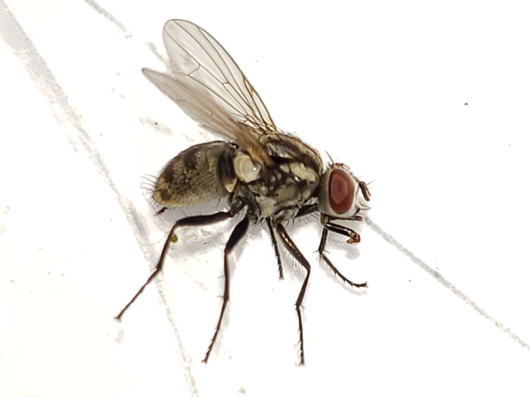 Image of Limnophora narona (Walker 1849)