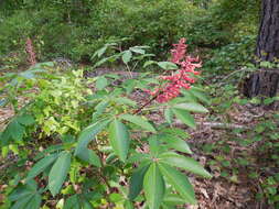 Imagem de Aesculus pavia L.