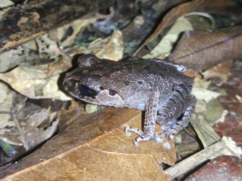 Image of Hasselt's Litter Frog