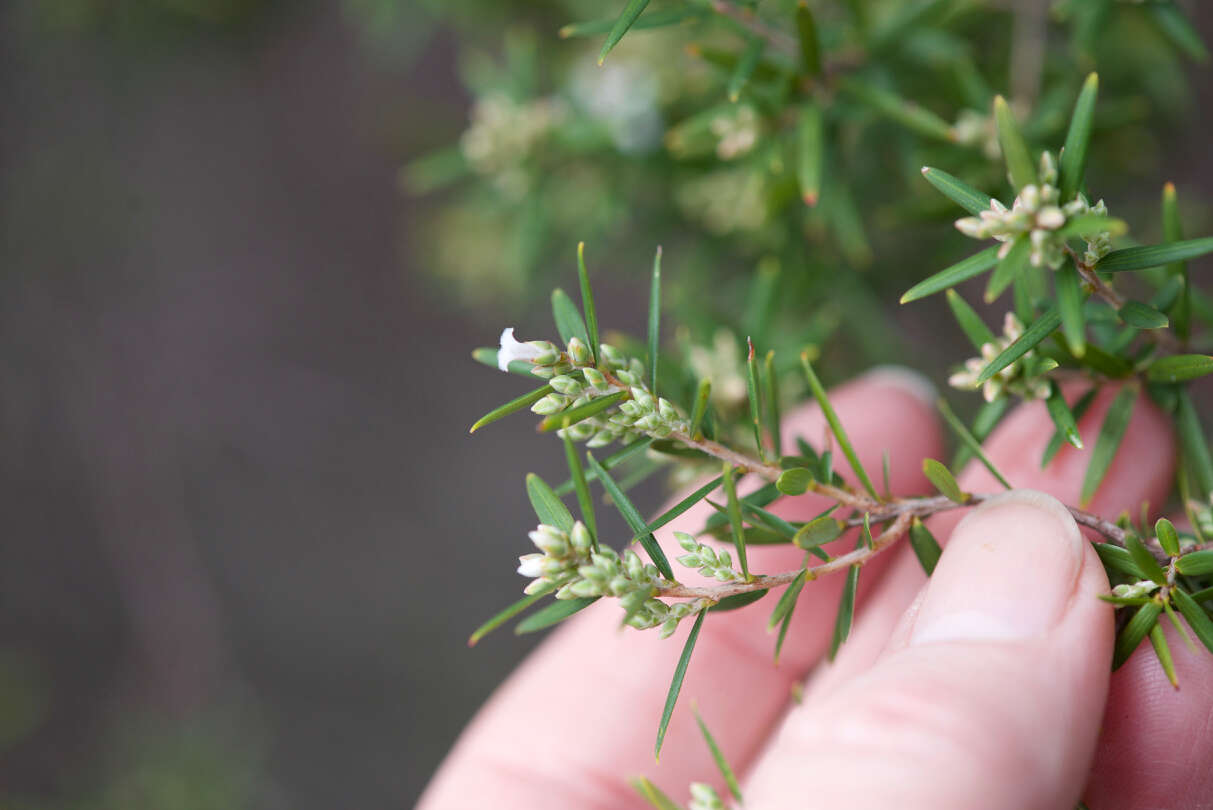 صورة Leucopogon obovatus subsp. revolutus (R. Br.) Hislop