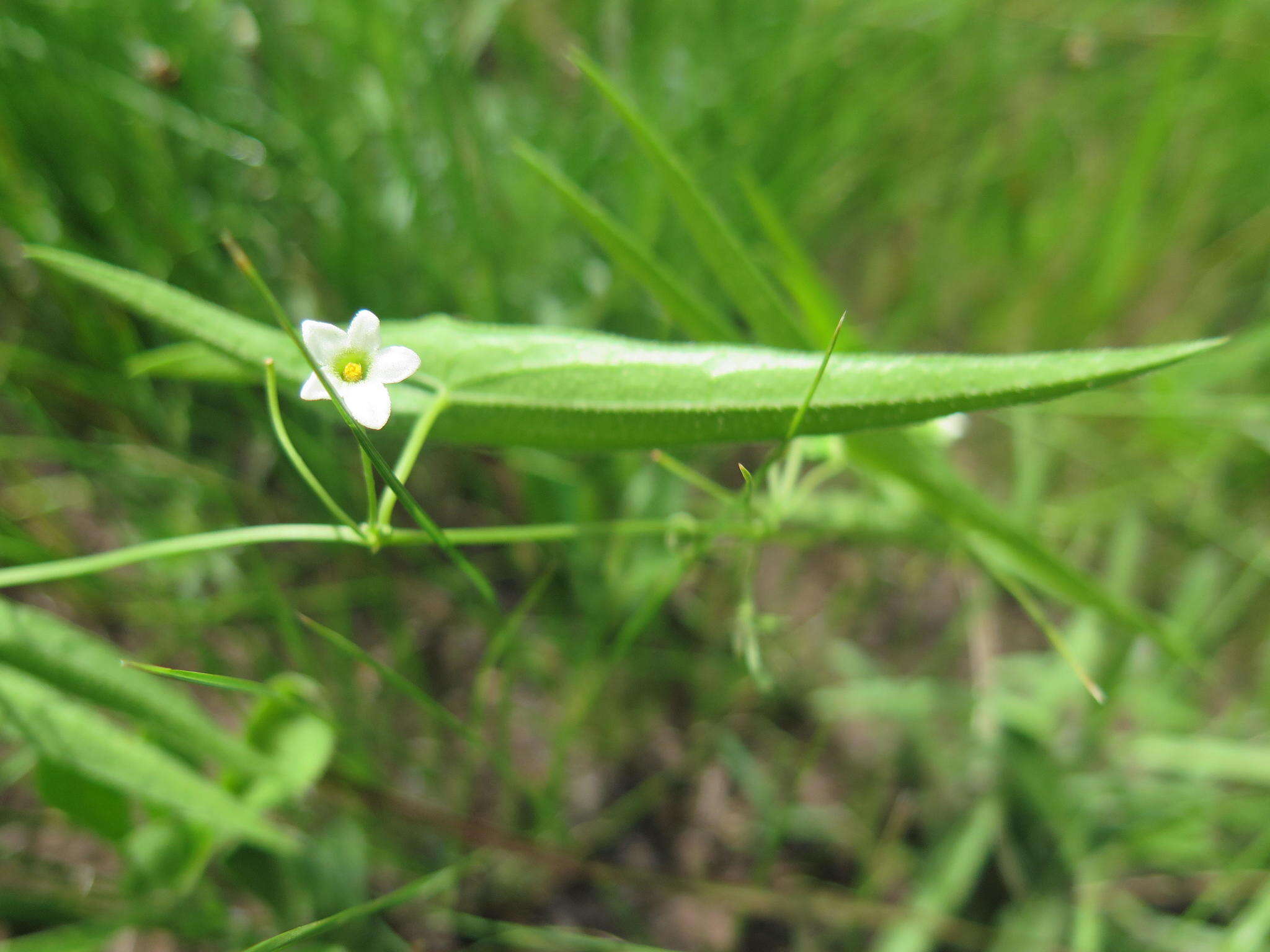 Image of Trochomeria sagittata (Harv. ex Sond.) Benth. & Hook. fil.