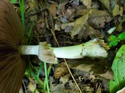 Image of Agaricus leptocaulis Kerrigan 2016