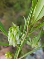 Image de Polygala albida Schinz