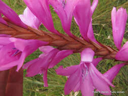 Image of Watsonia confusa Goldblatt