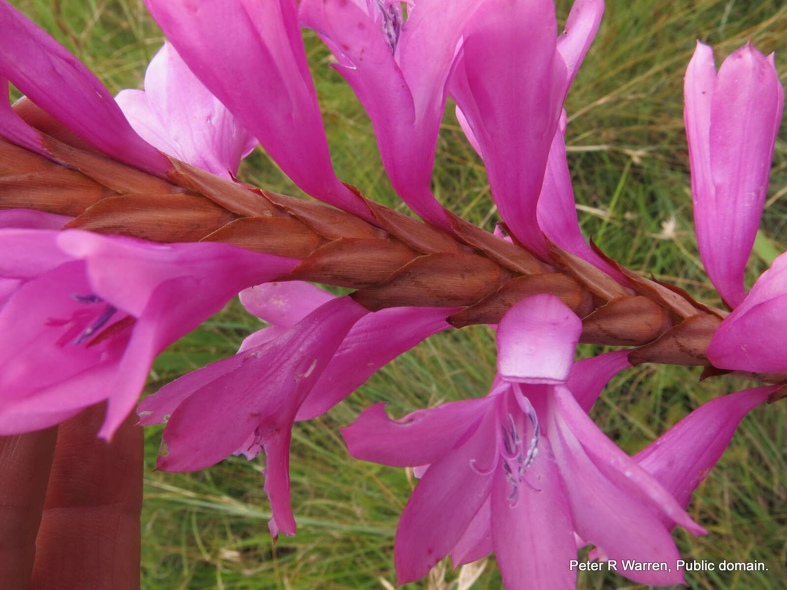 Image of Watsonia confusa Goldblatt