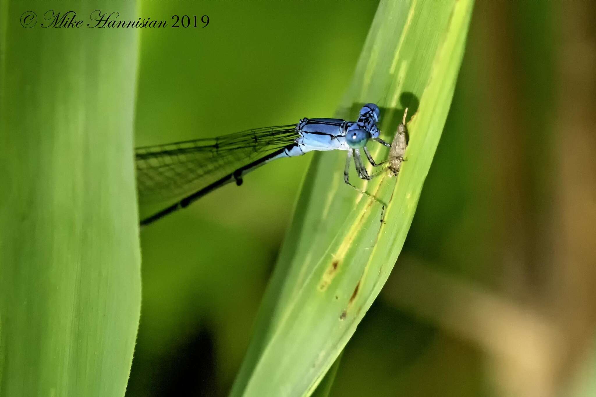 Image of Attentuated Bluet