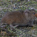 Image of Taiga Vole