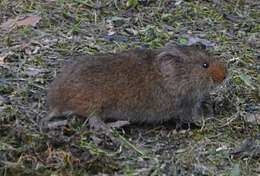 Image of Taiga Vole