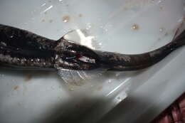 Image of Viper Dogfish