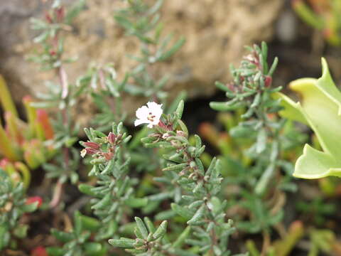 Image of Frankenia capitata Webb & Berthel.