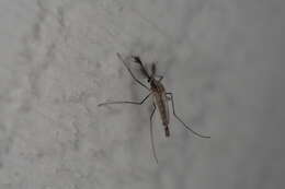 Imagem de Aedes infirmatus Dyar & Knab 1906