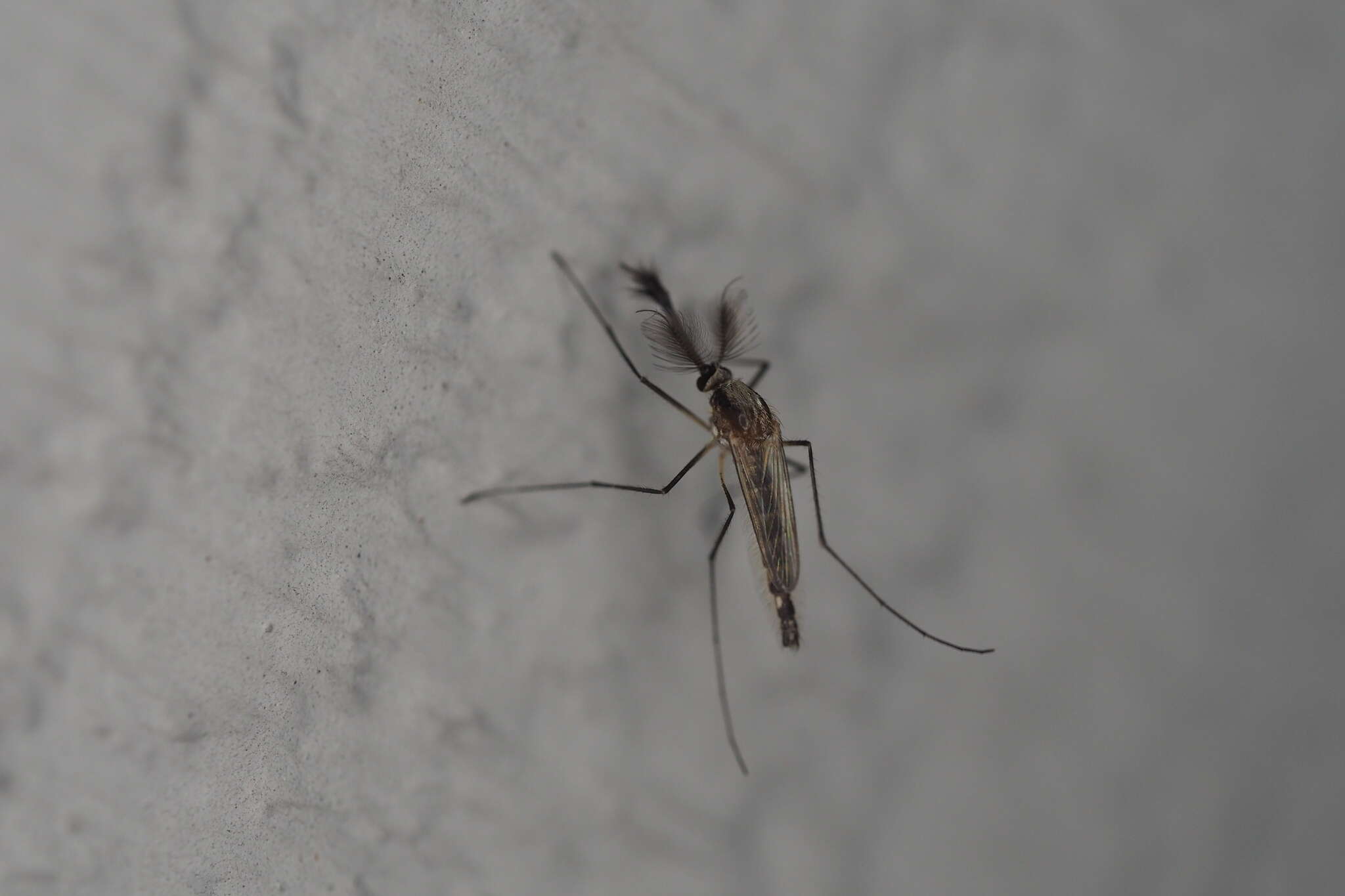Imagem de Aedes infirmatus Dyar & Knab 1906