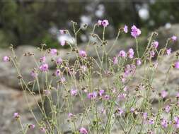 Image of hairy-tuft four o'clock