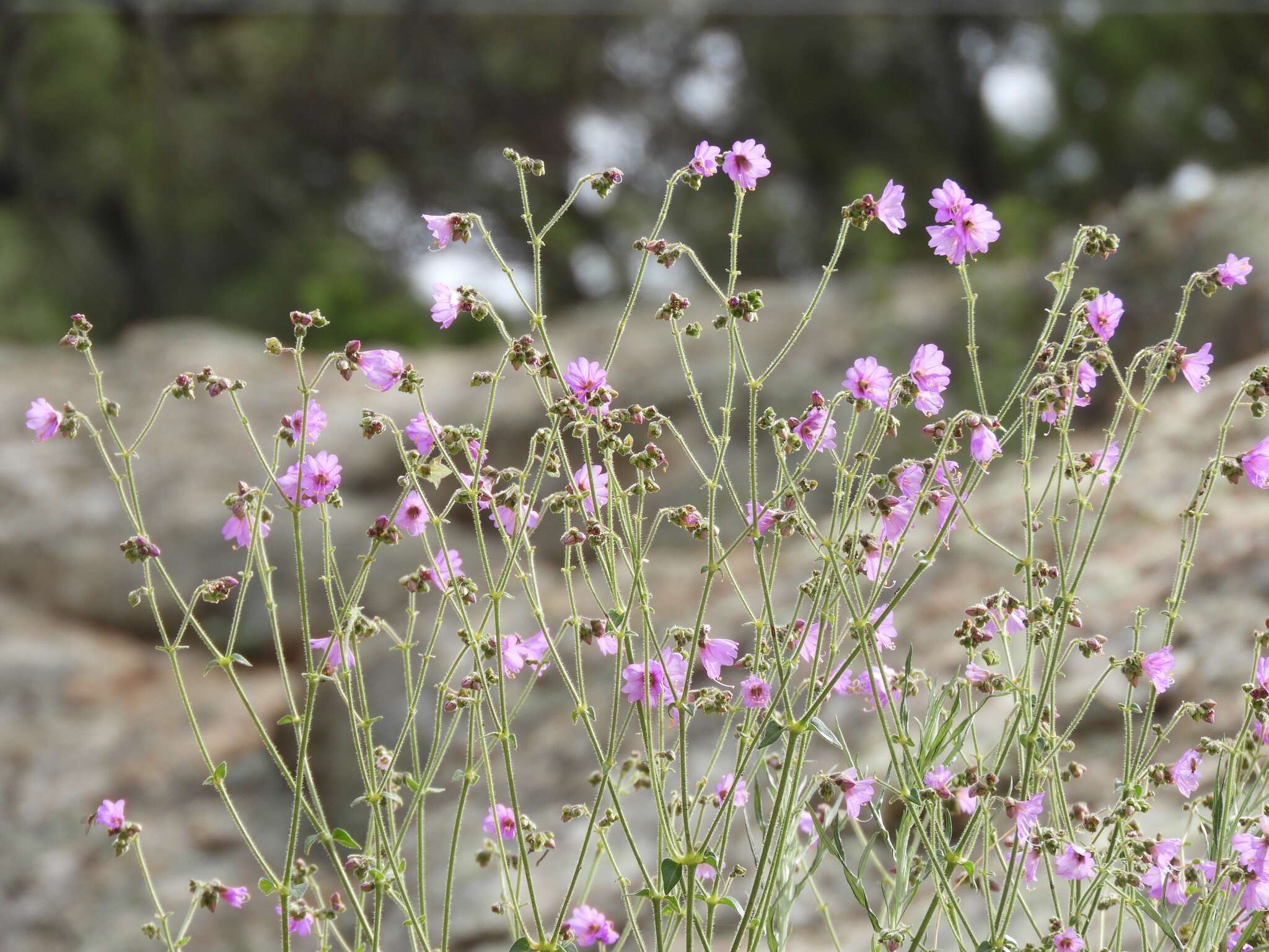 Mirabilis comata (Small) Standl. resmi