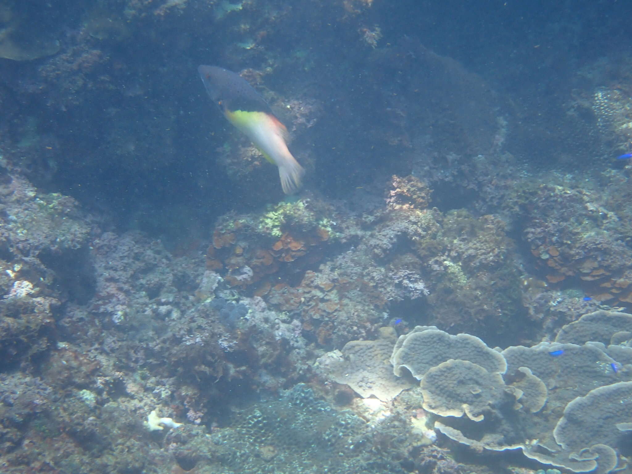 Image of Black-belt hogfish