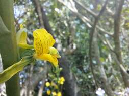 Image of Chloraea galeata Lindl.