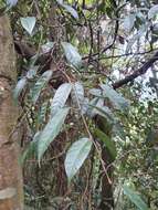 Image of Ficus sarmentosa var. nipponica (Franch. & Savatier) Corner