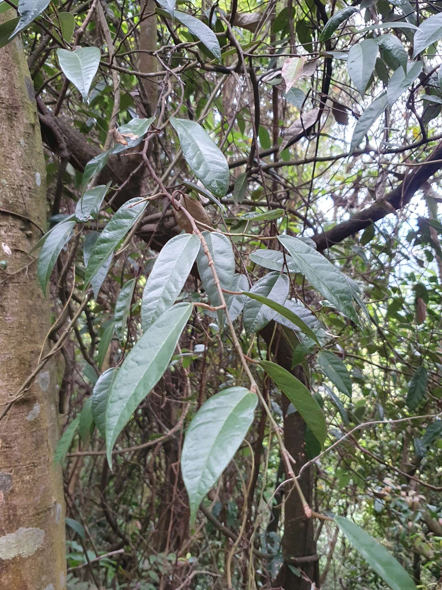 Image of Ficus sarmentosa var. nipponica (Franch. & Savatier) Corner