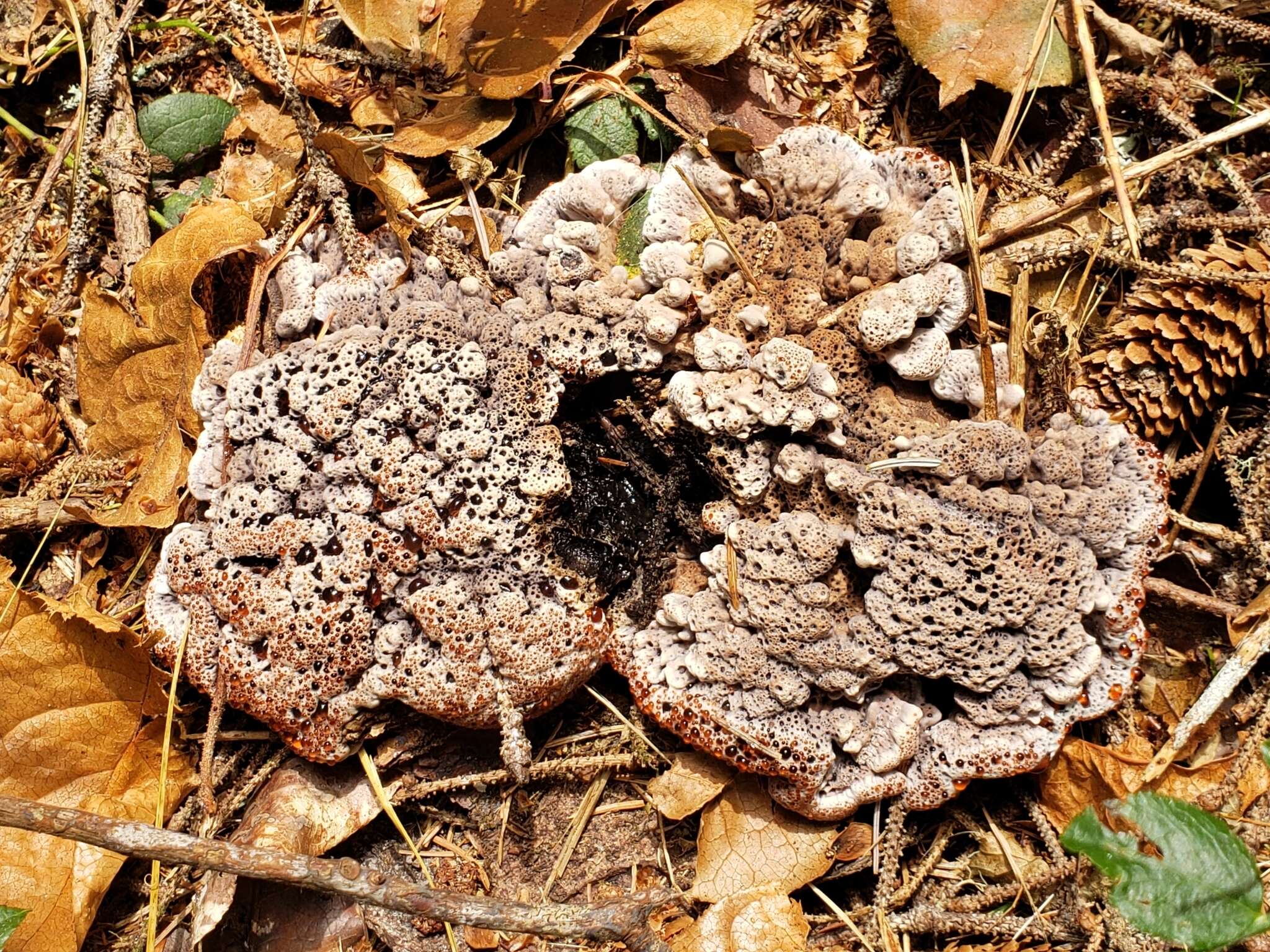 Image of Hydnellum cyanopodium K. A. Harrison 1964