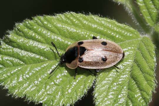 Image of Dendroxena quadrimaculata (Scopoli 1771)