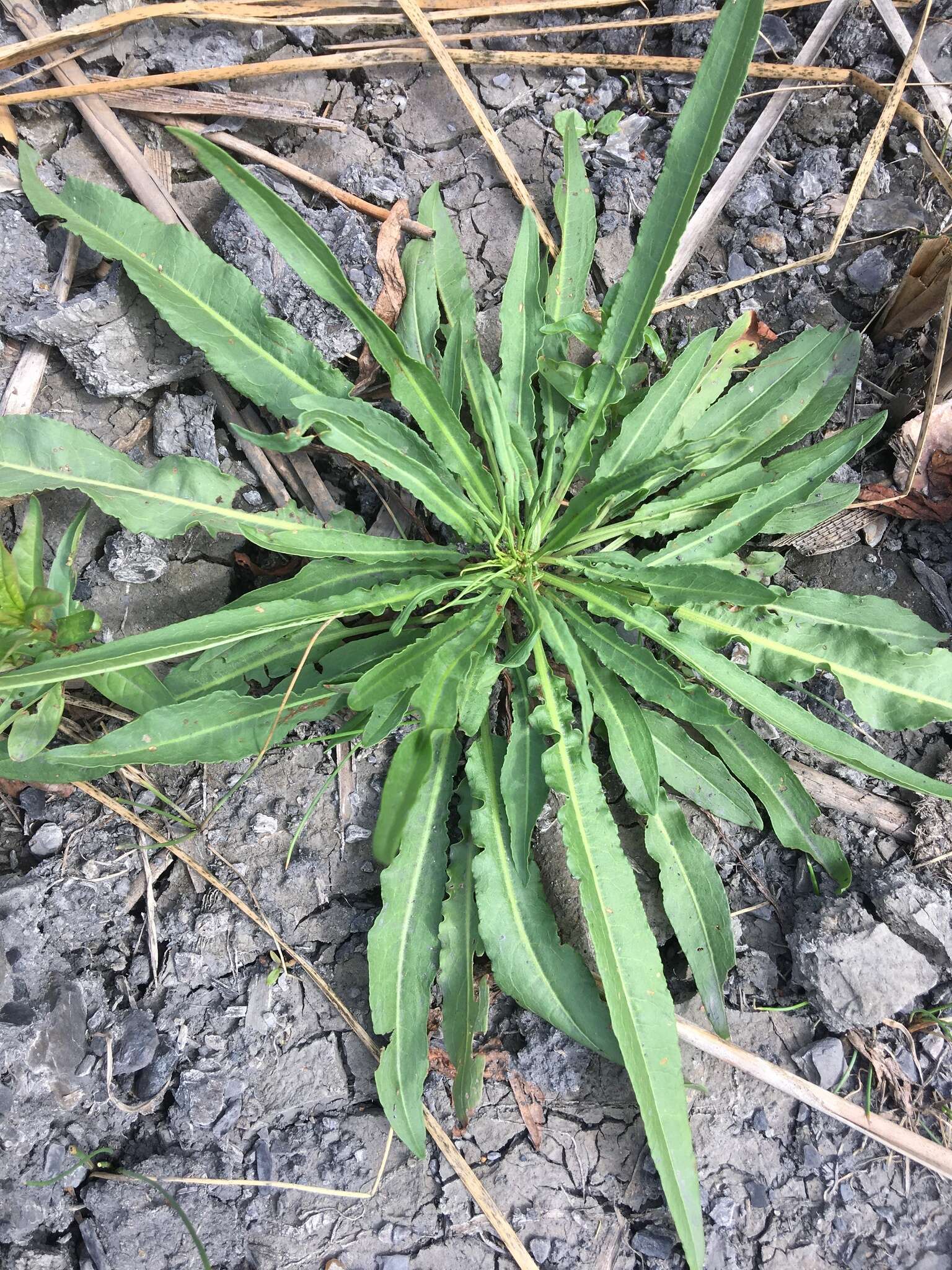 Rumex palustris Sm. resmi