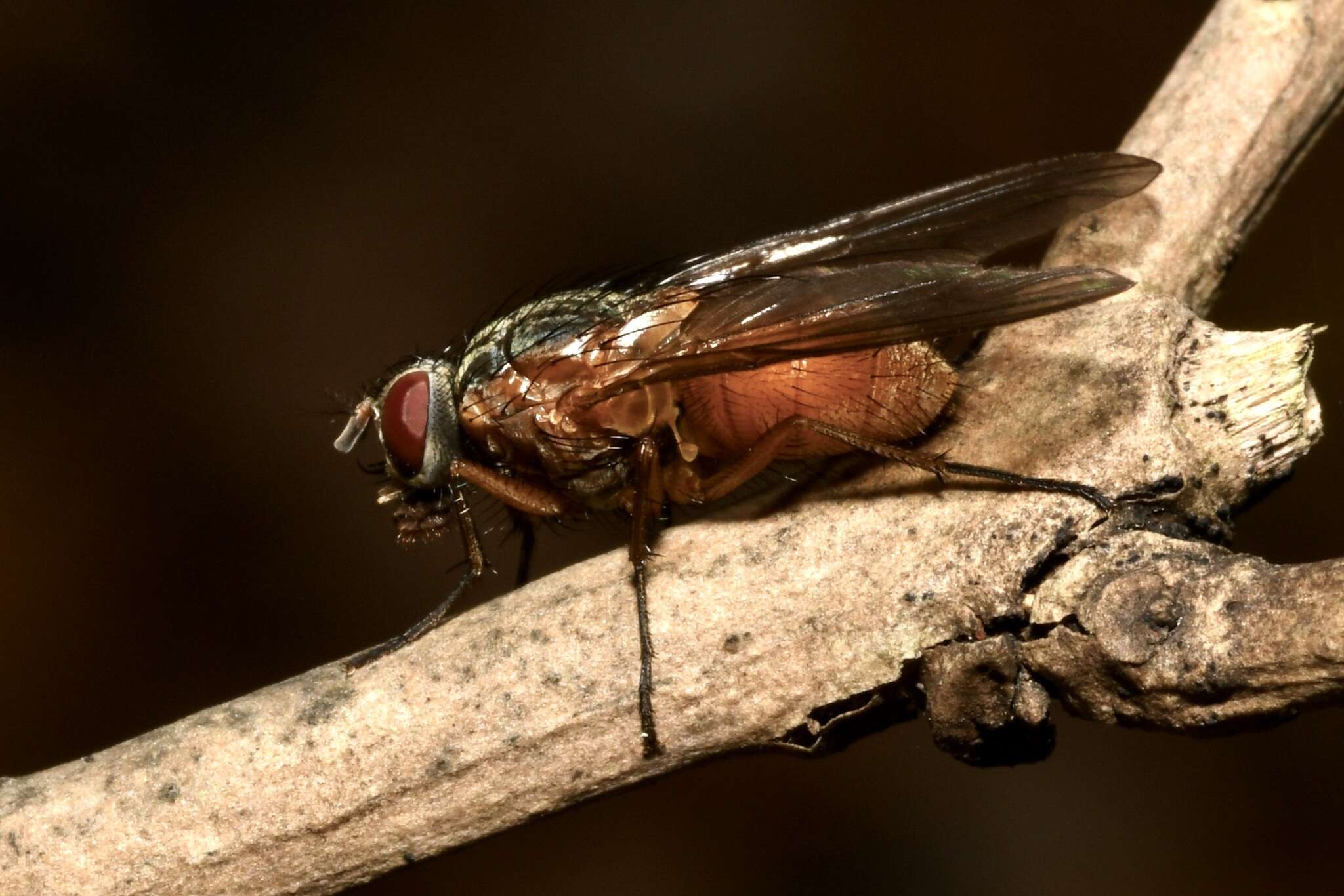 صورة Phaonia rufiventris (Scopoli 1763)