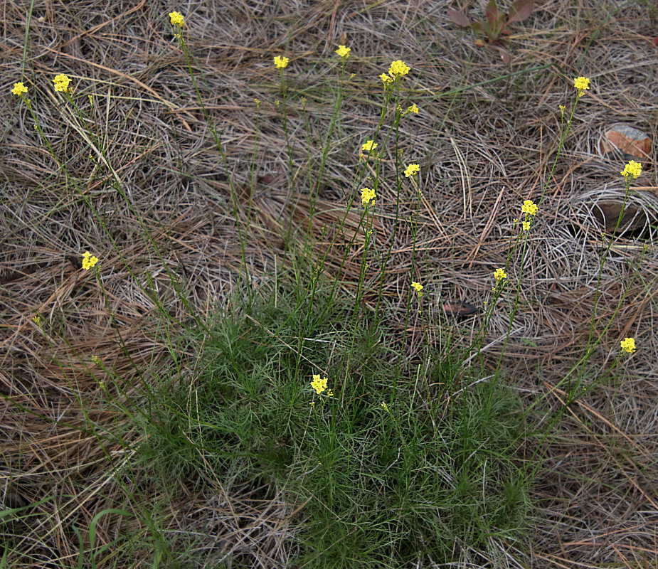 Image of Descurainia preauxiana (Webb) Webb ex O. E. Schulz