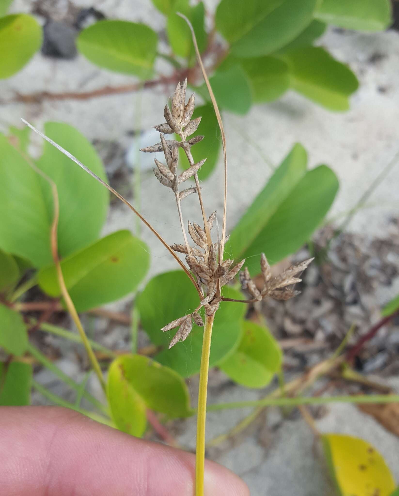 Image of Cyperus bulbosus Vahl