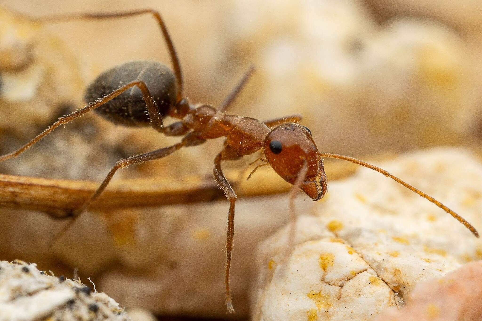 Image of Myrmecocystus semirufus Emery 1893
