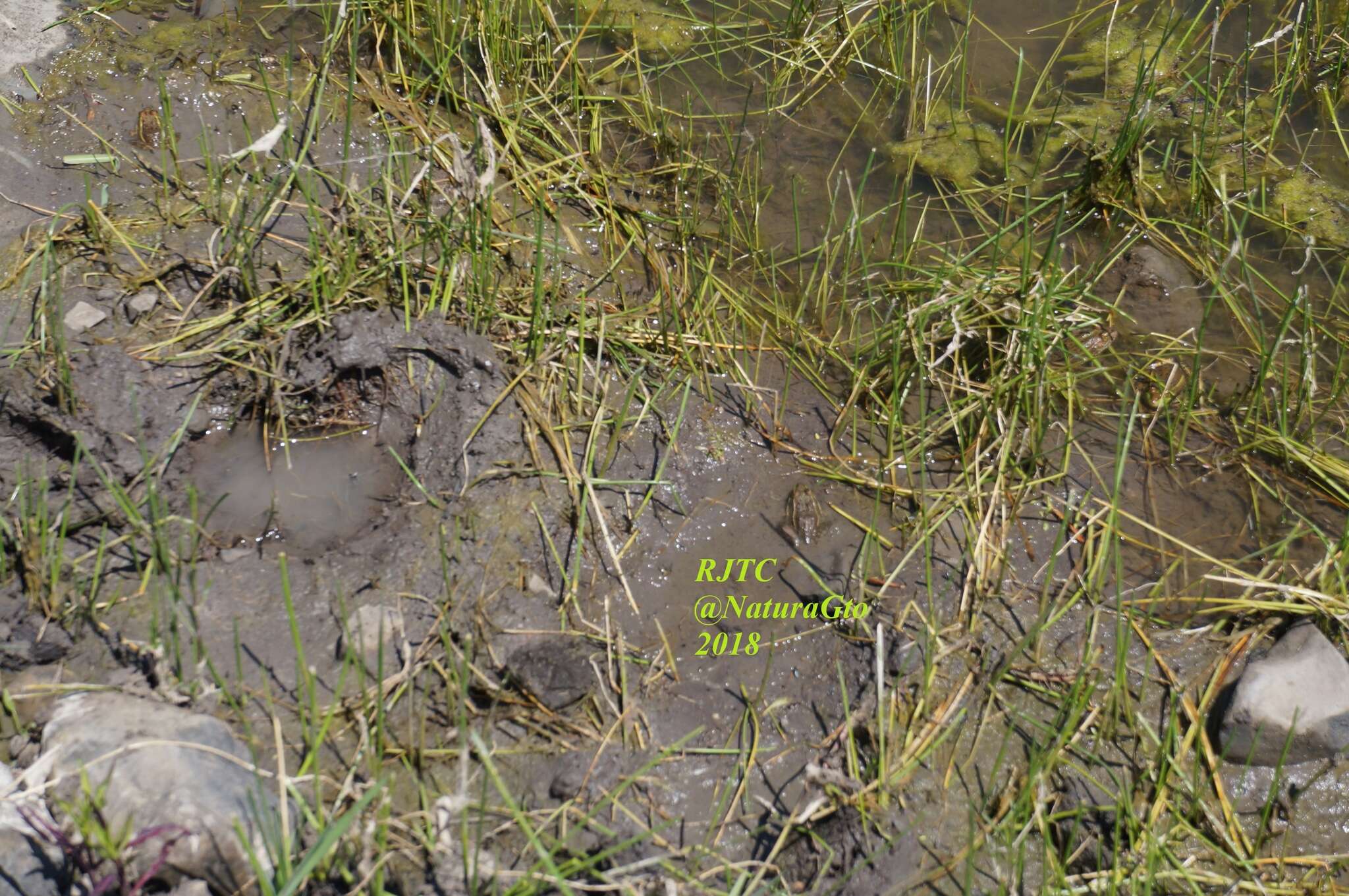 Image of Montezuma Leopard Frog