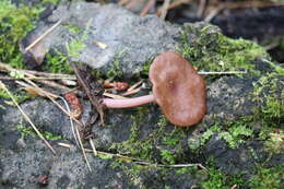 Image of Arrhenia discorosea (Pilát) Zvyagina, A. V. Alexandrova & Bulyonkova 2015