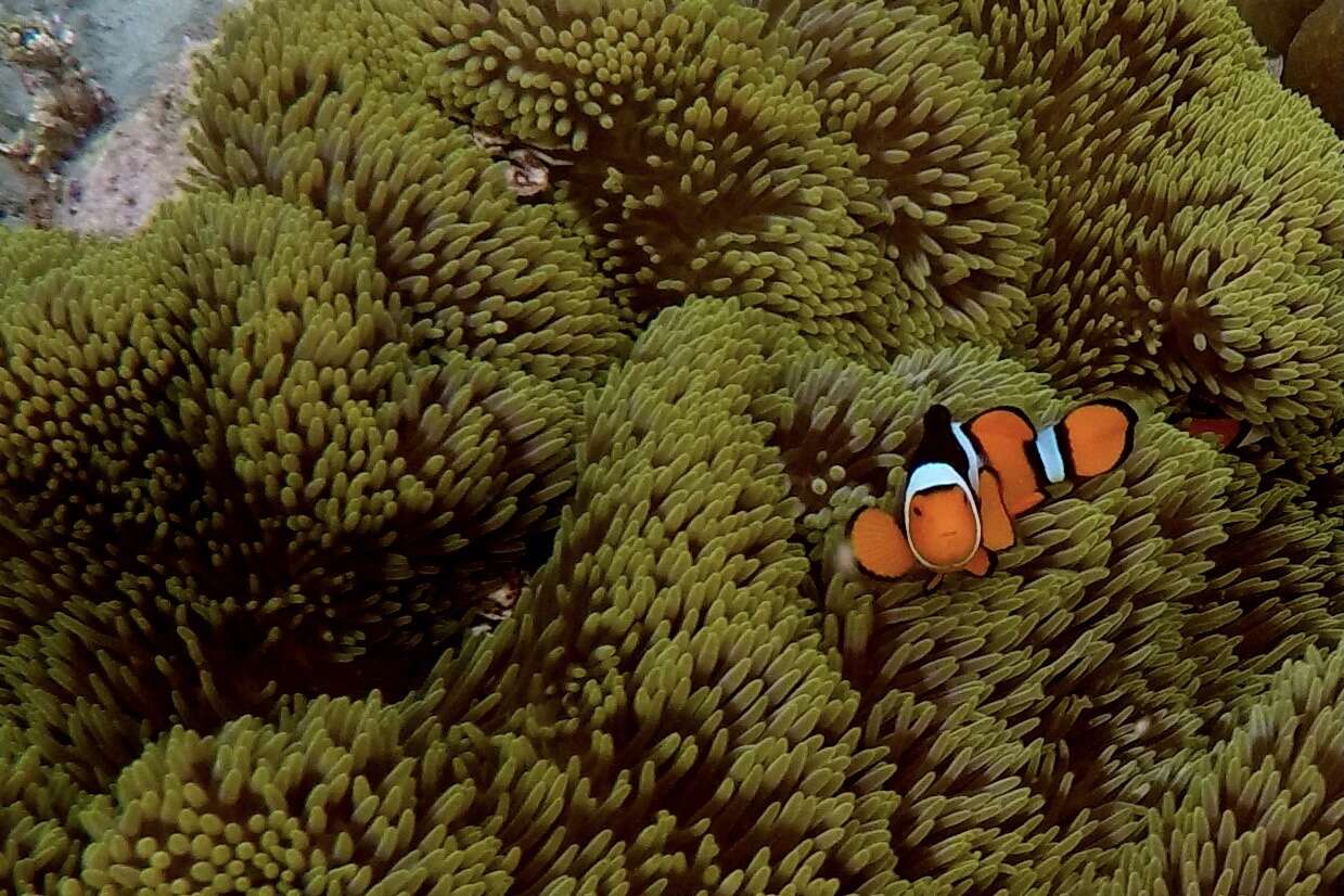 Image of Clown anemonefish