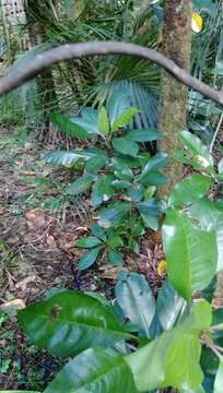 Image of umbrella catchbirdtree