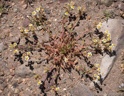 Potentilla newberryi A. Gray的圖片