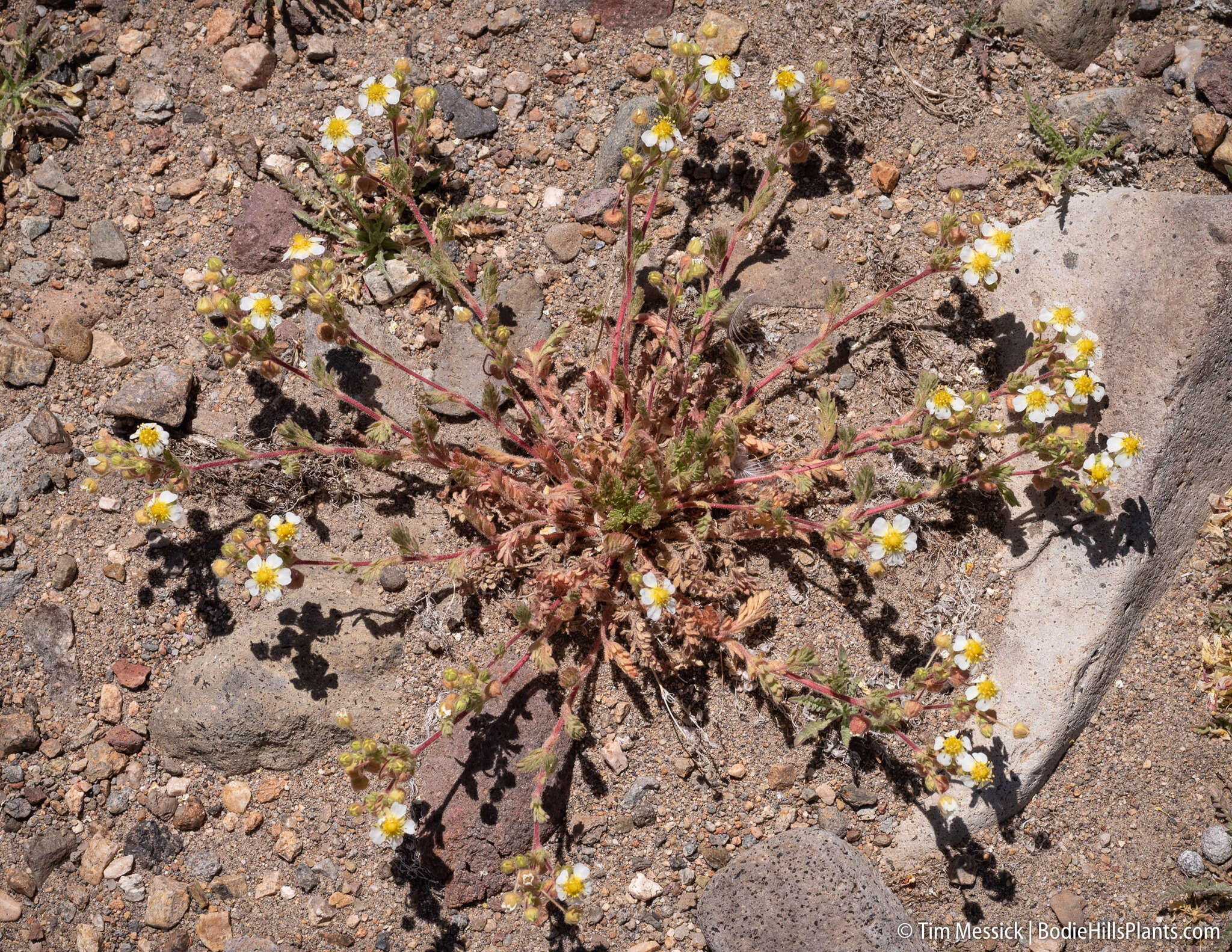 Image de Potentilla newberryi A. Gray