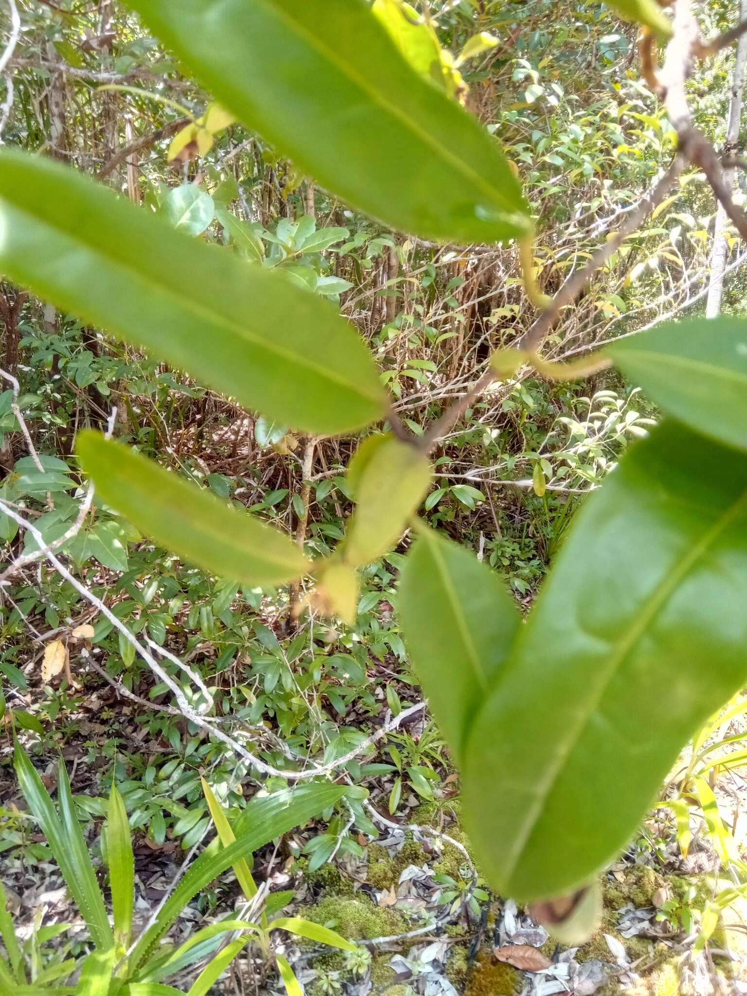 Imagem de Dicoryphe stipulacea Jaume St.-Hil.