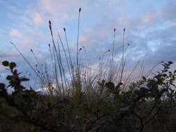 Image of Siberian Bog Sedge