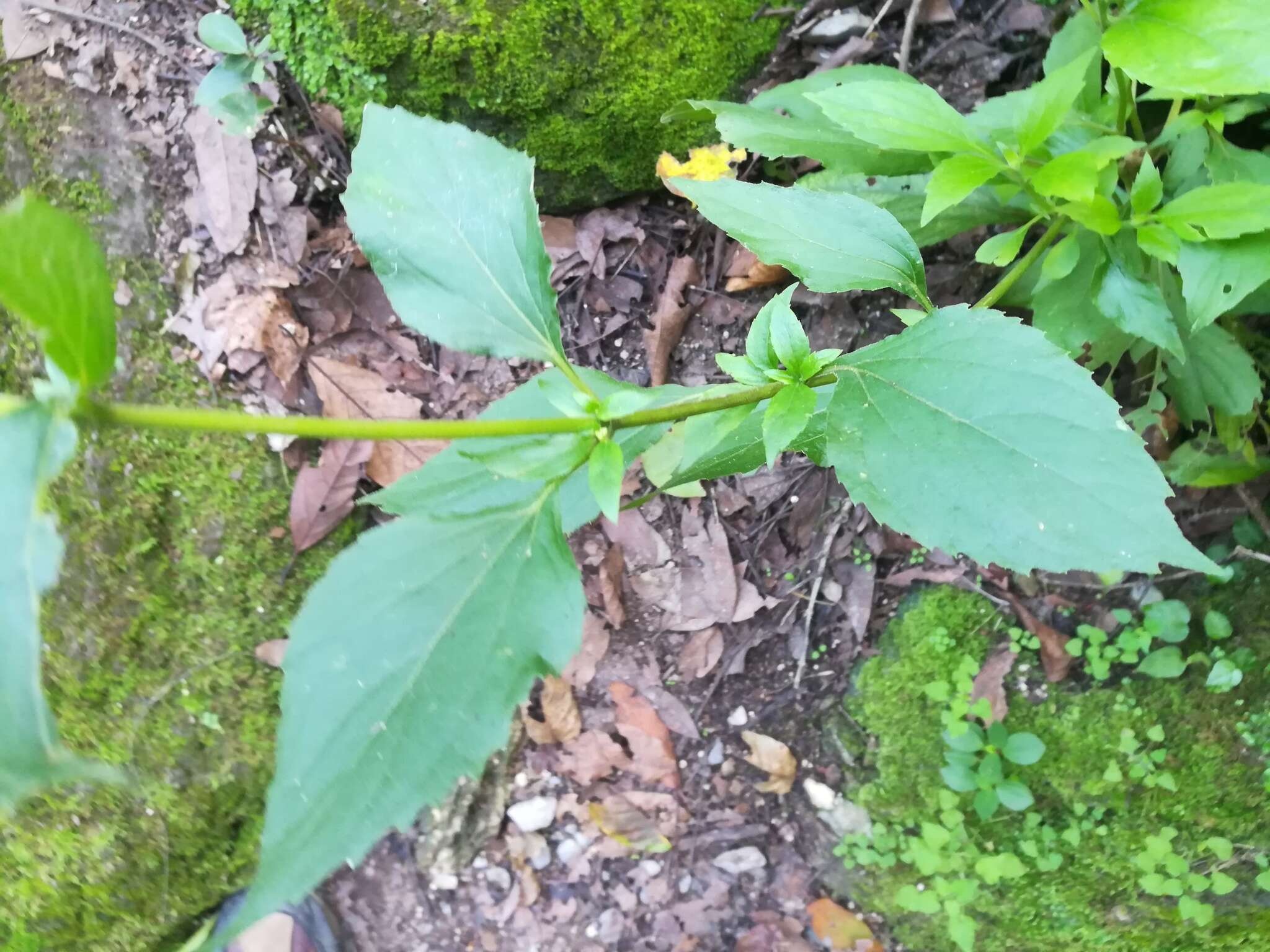 صورة Schistocarpha eupatorioides (Fenzl) O. Kuntze