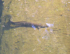 Image of Speckled longfin eel