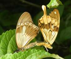 Imagem de Papilio dardanus Brown 1776