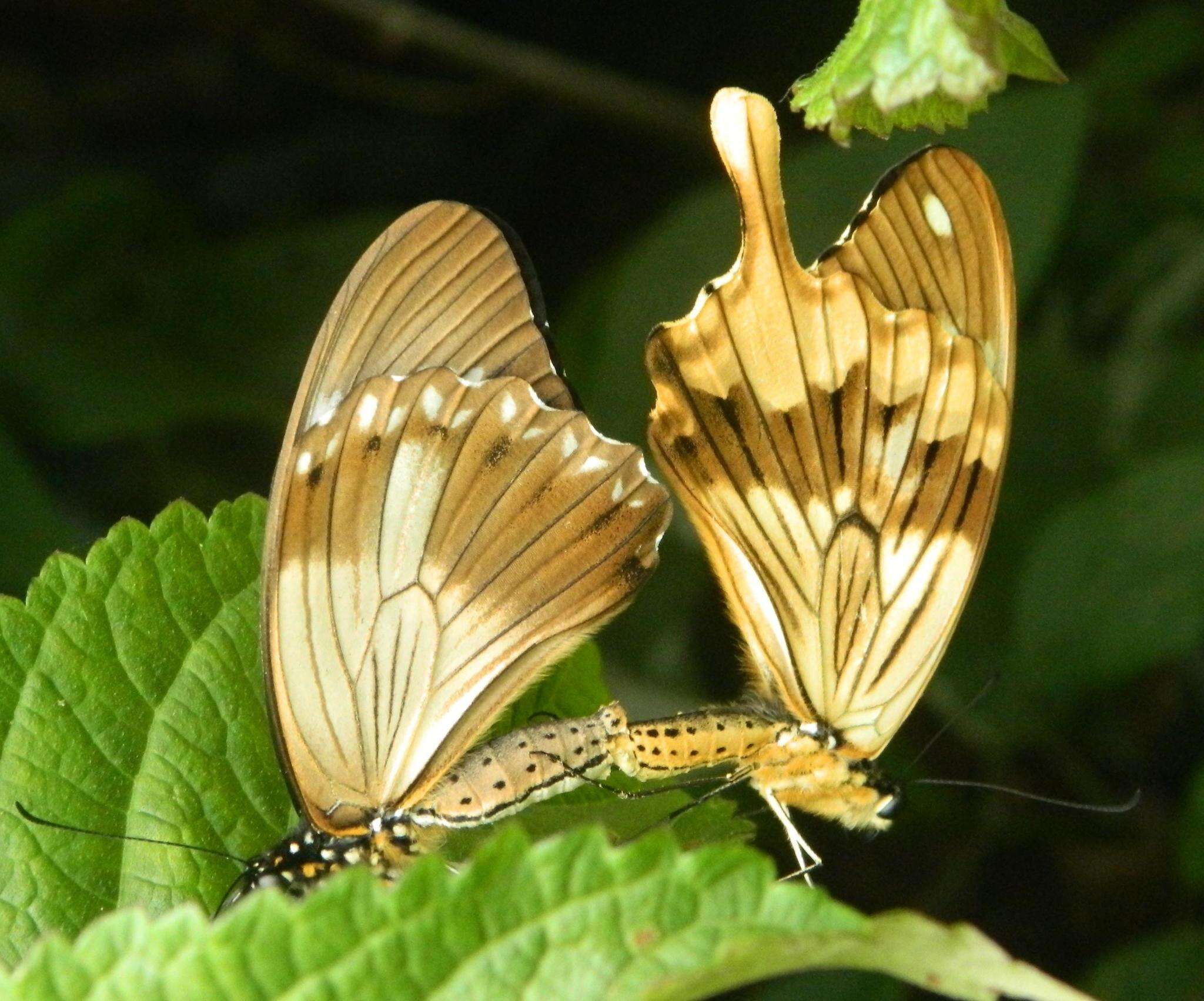 Image of African Swallowtail