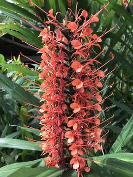 Image of Hedychium coccineum Buch.-Ham. ex Sm.