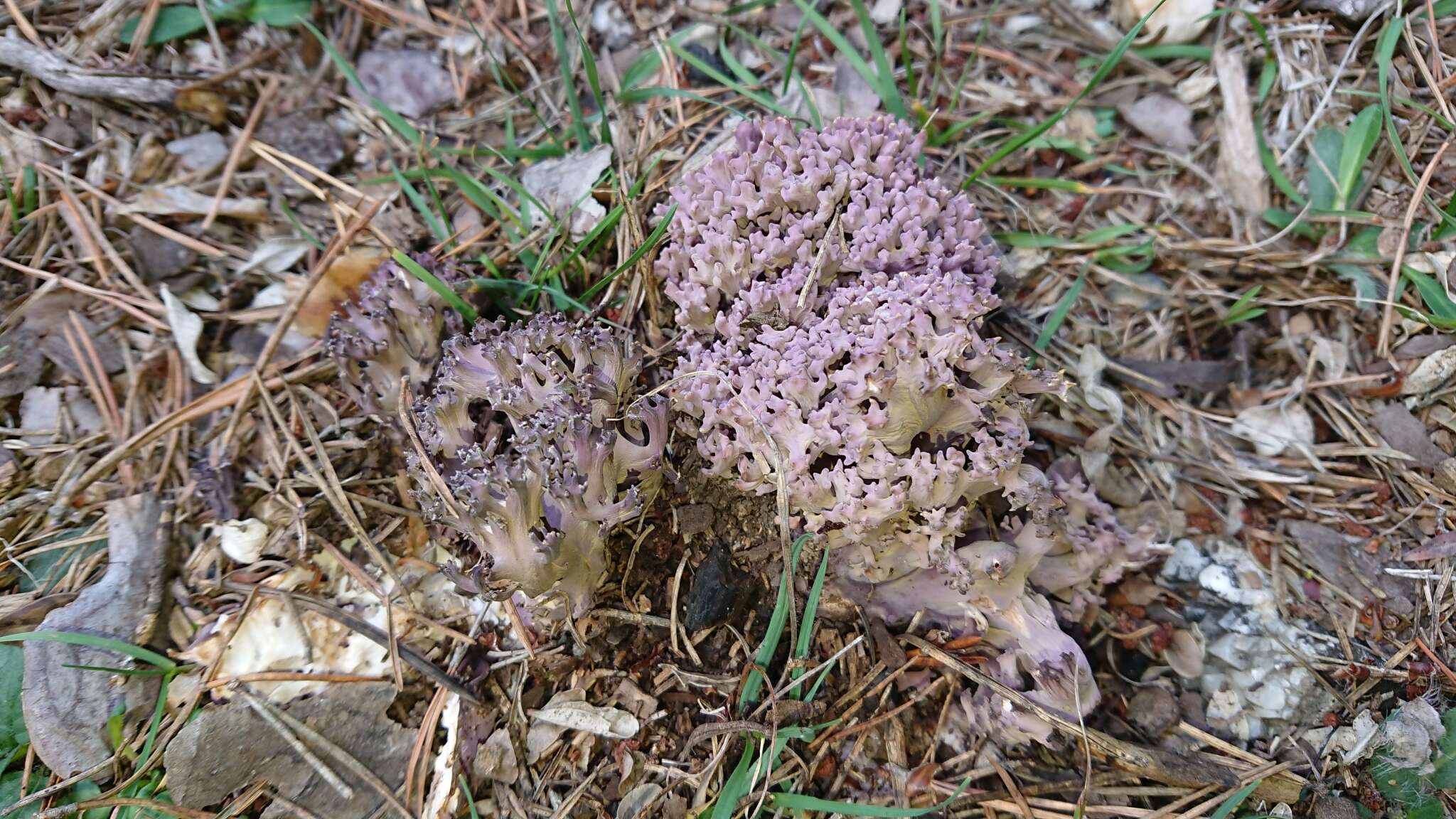 Image de Ramaria cedretorum (Maire) Malençon 1958