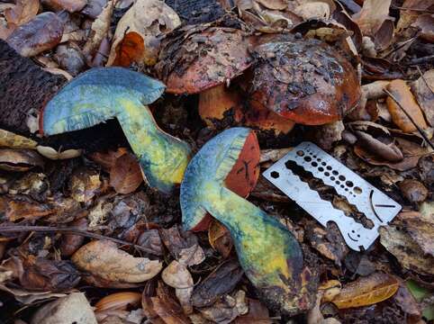 Image of Liver Bolete