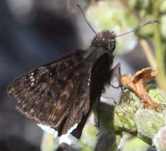 Image of Mournful Duskywing